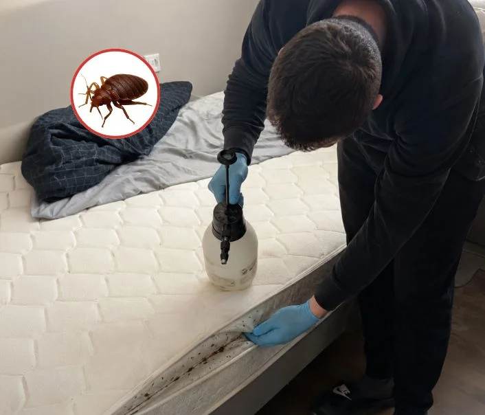 Technicien traitant un matelas contre les punaises de lit à Limeil-Brévannes